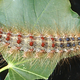The European gypsy moth caterpillar. (Image: NatureFreak07/Flickr)